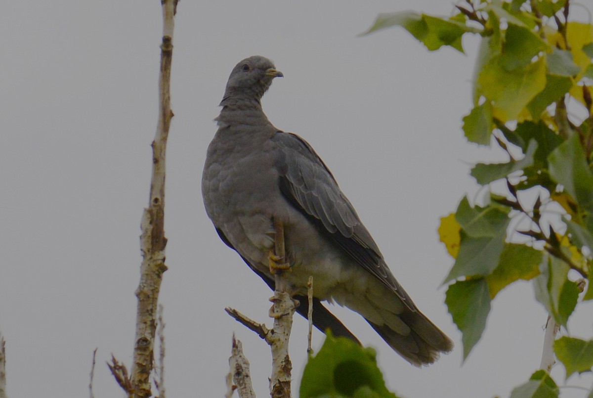 Band-tailed Pigeon - ML643883188