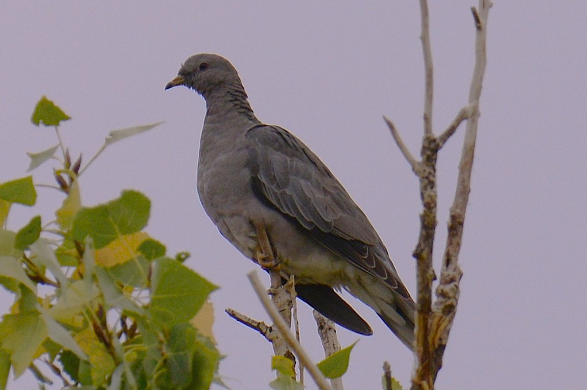 Band-tailed Pigeon - ML643883189
