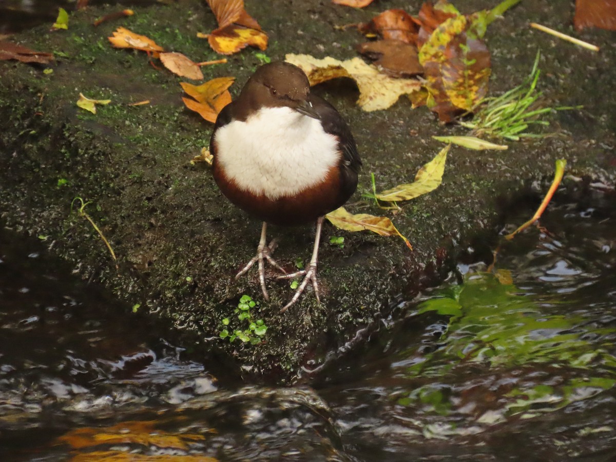 White-throated Dipper - ML643883191