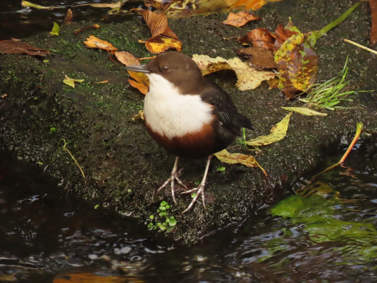 White-throated Dipper - ML643883193