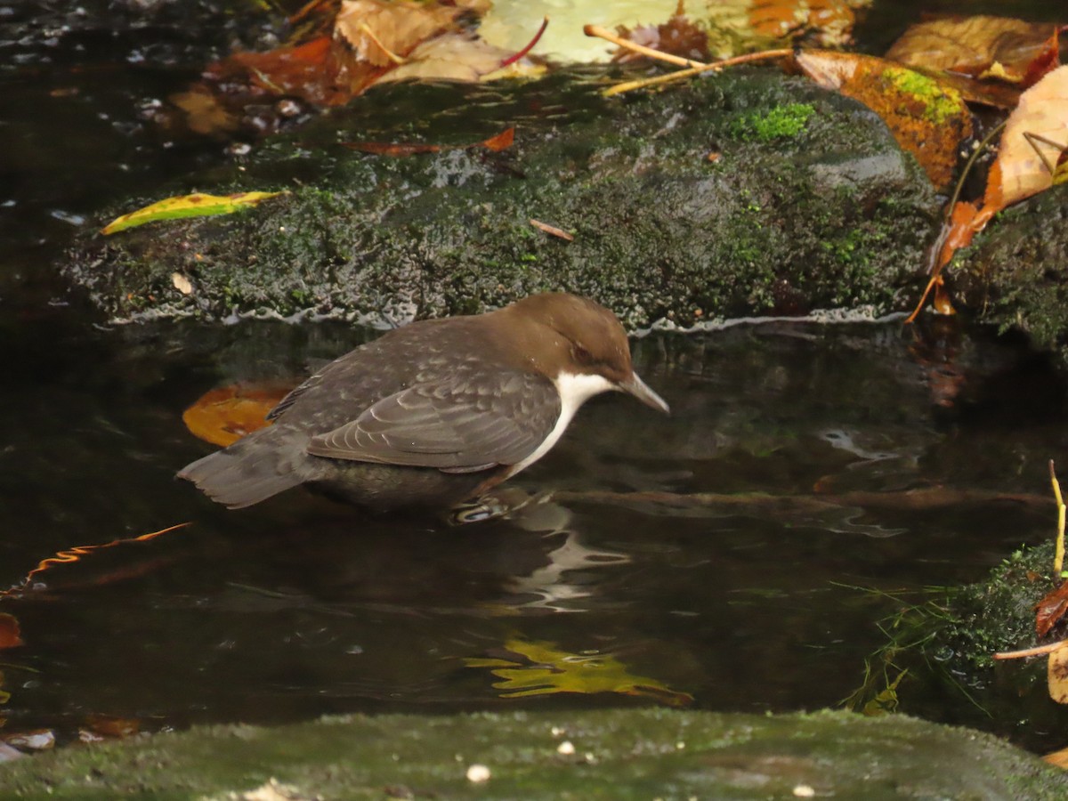 White-throated Dipper - ML643883194