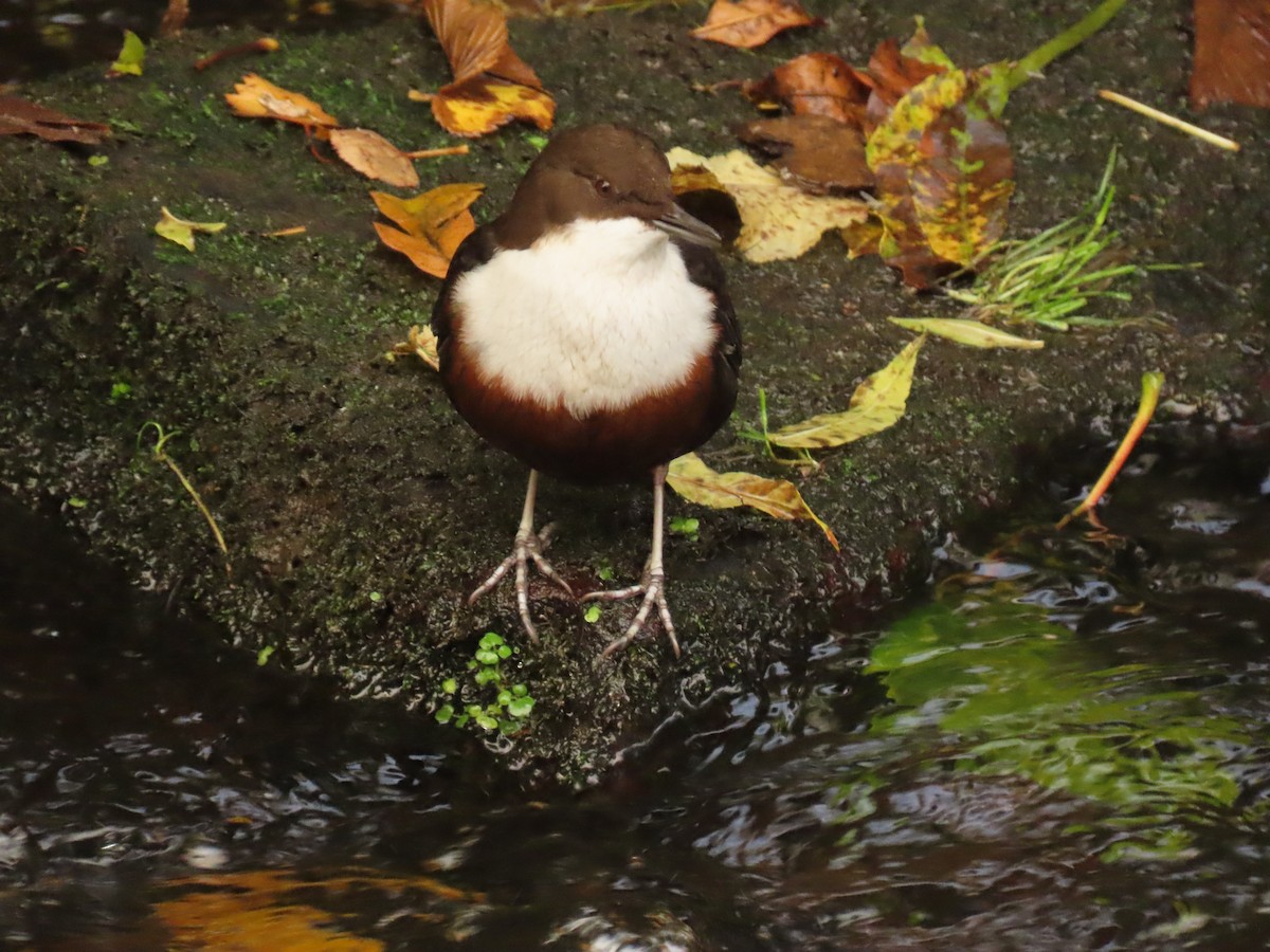 White-throated Dipper - ML643883195