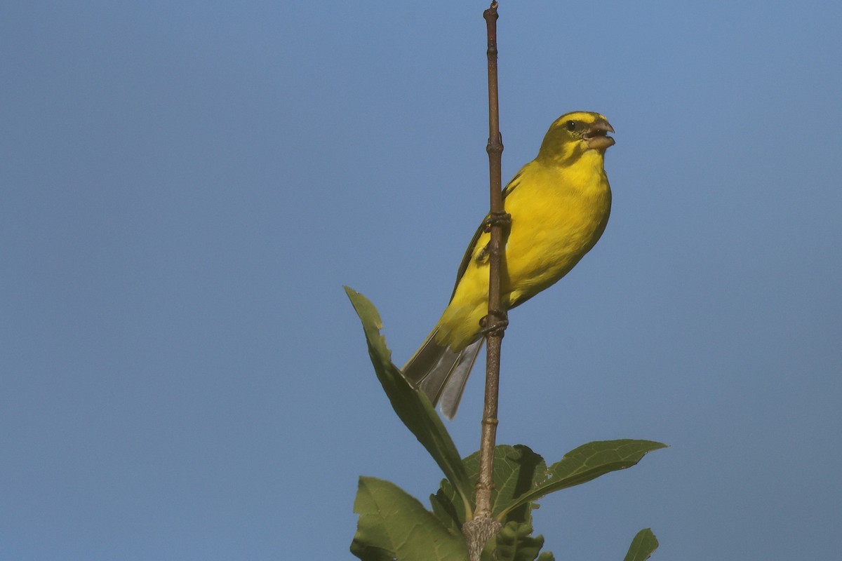Brimstone Canary - ML643883197