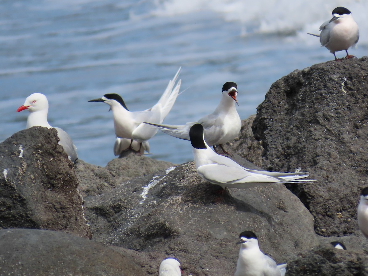 White-fronted Tern - ML643883198