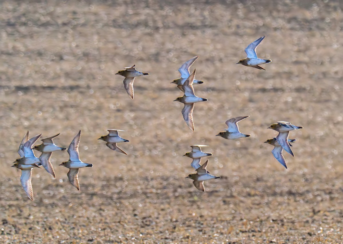 ヨーロッパムナグロ - ML643883201