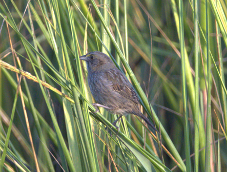 Seaside Sparrow - ML643883202