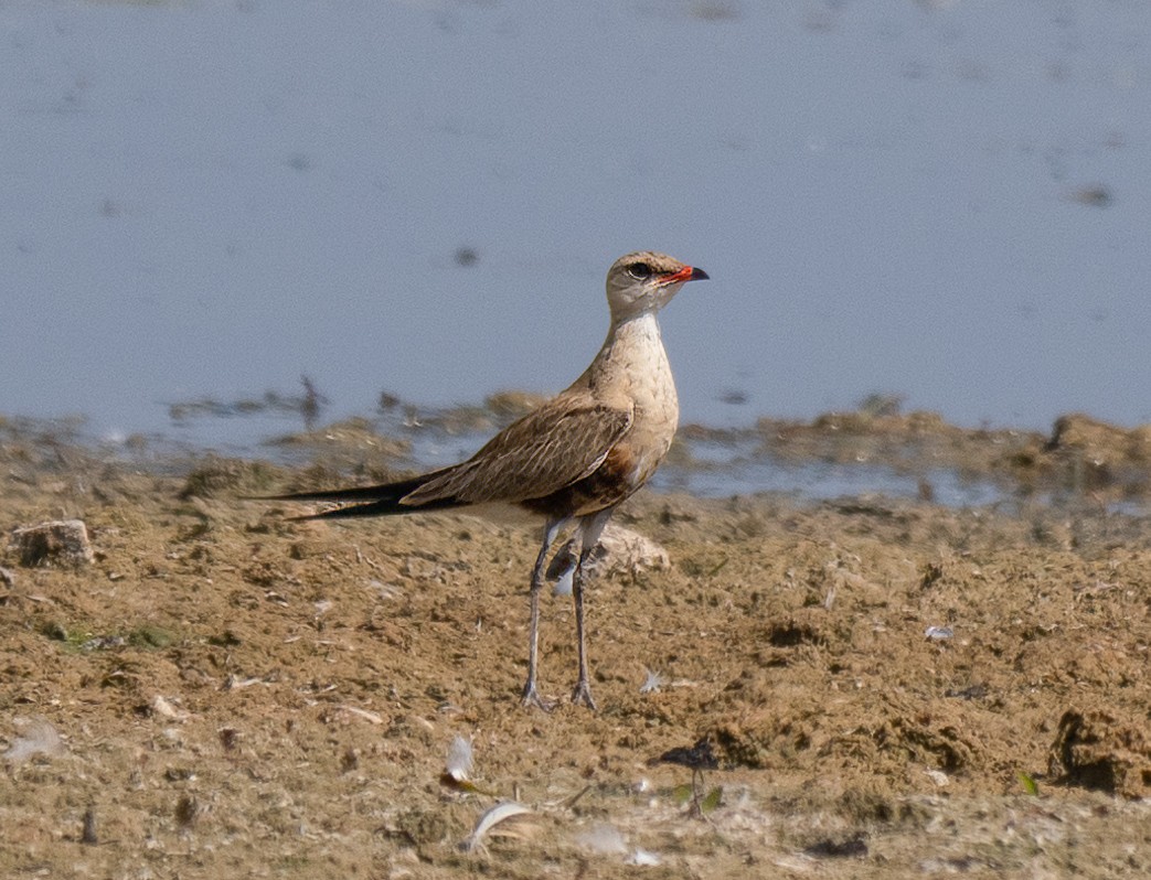 Australian Pratincole - ML643883205