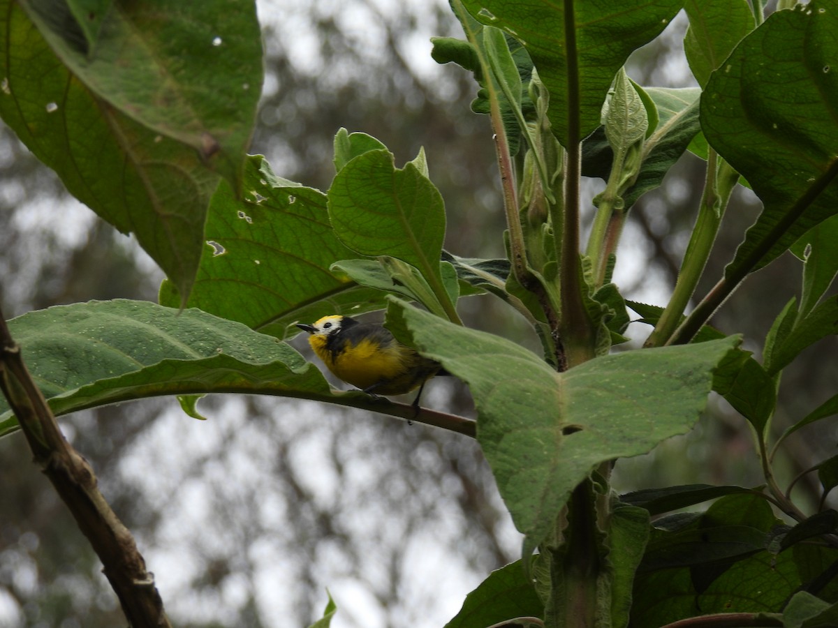 Golden-fronted Redstart - ML643883208
