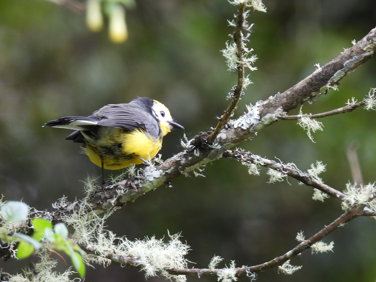 Golden-fronted Redstart - ML643883210