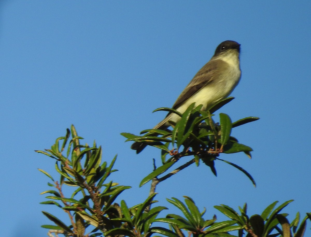 Eastern Phoebe - ML643883231