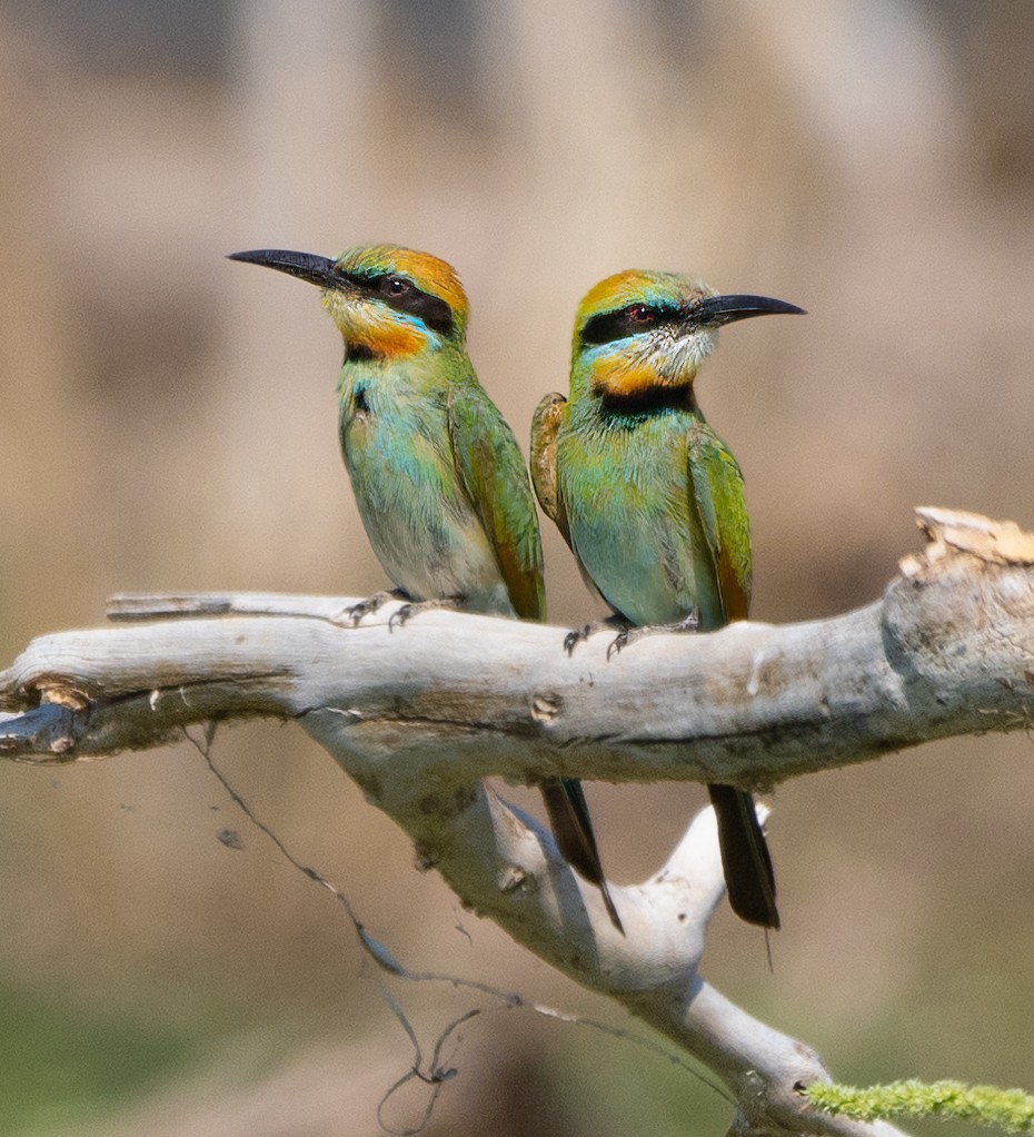 Rainbow Bee-eater - ML643883233