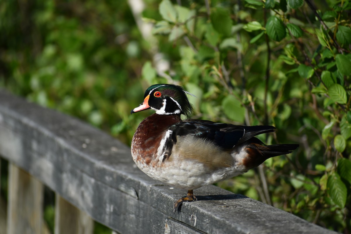 Wood Duck - ML643883234