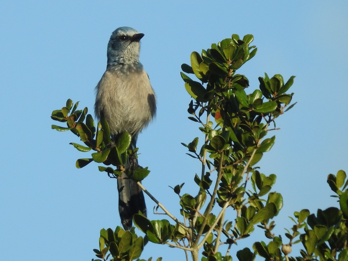 Florida Scrub-Jay - ML643883237