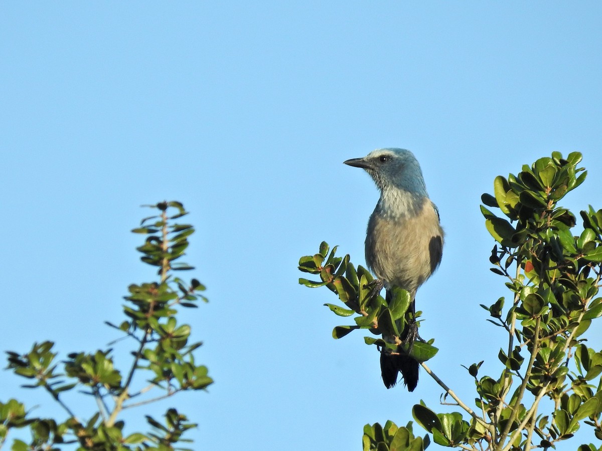 Florida Scrub-Jay - ML643883244