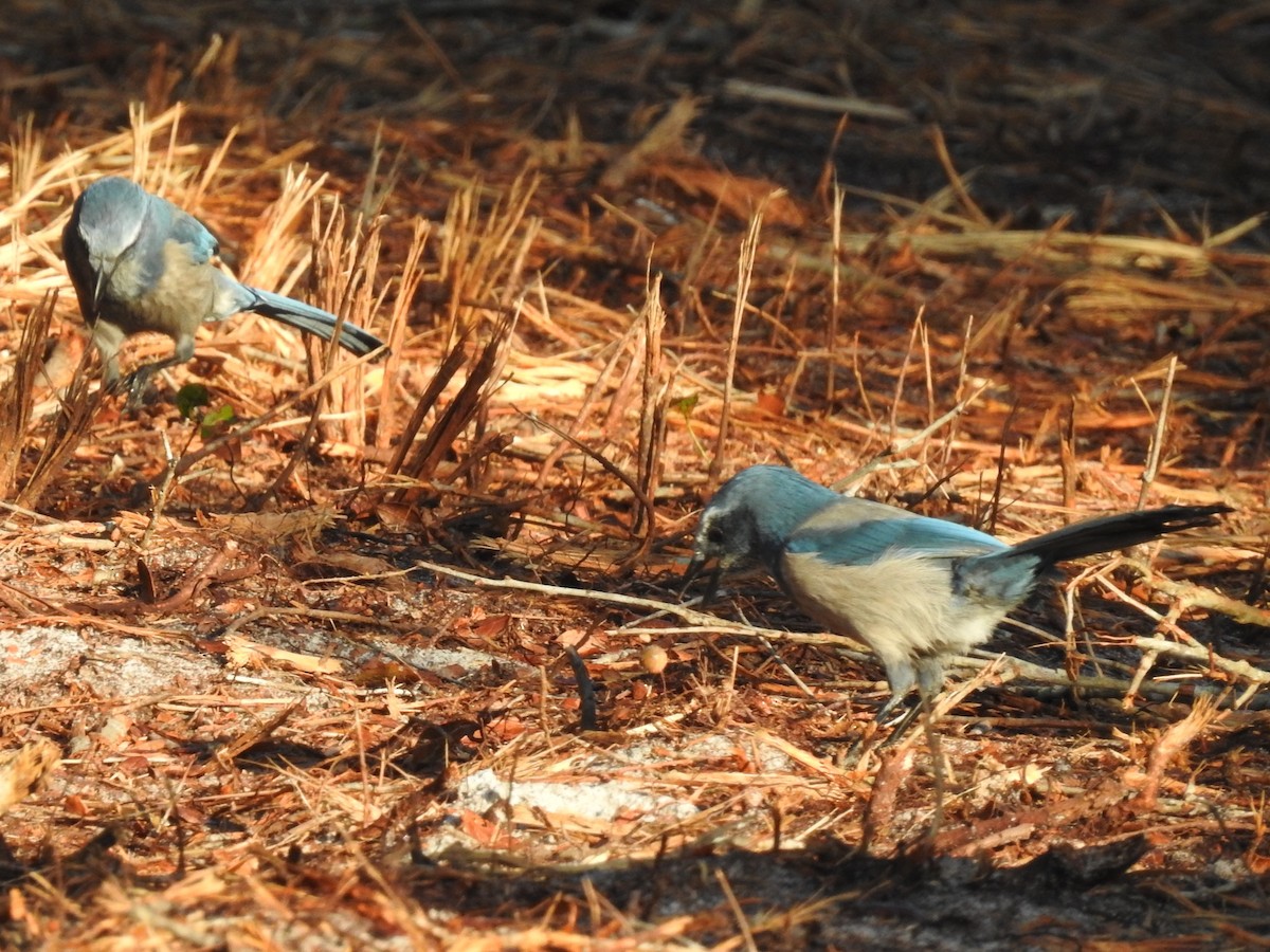 Florida Scrub-Jay - ML643883251