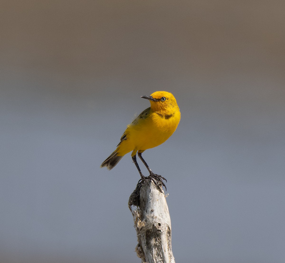 Yellow Chat - ML643883259