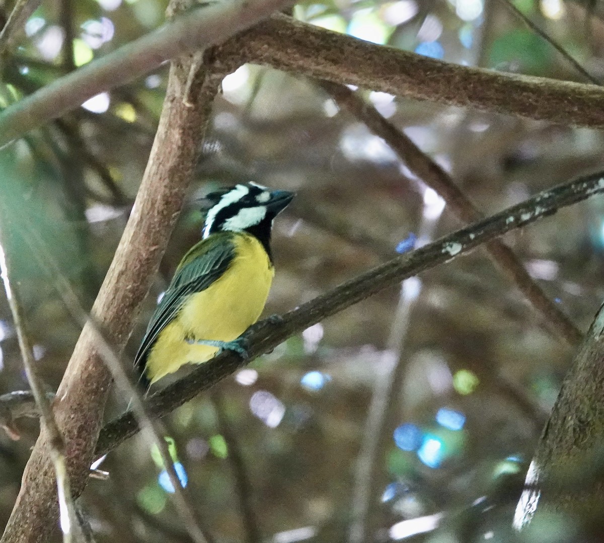 Eastern Shrike-tit - ML643883262