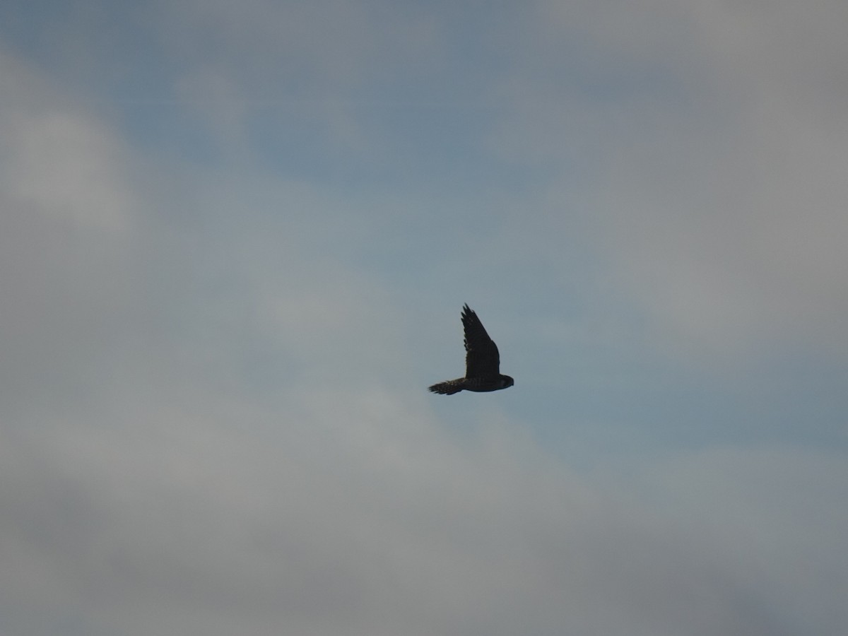 Peregrine Falcon - ML643883277