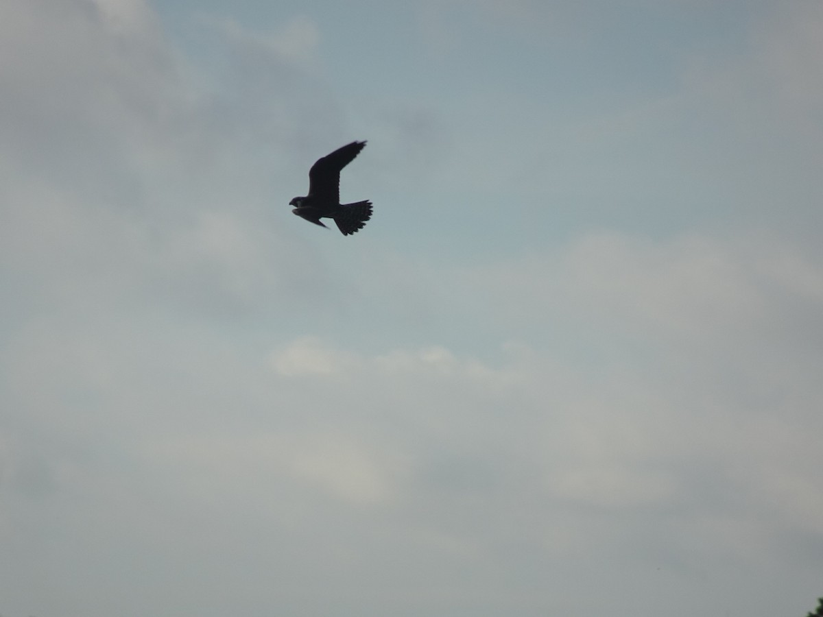 Peregrine Falcon - ML643883278