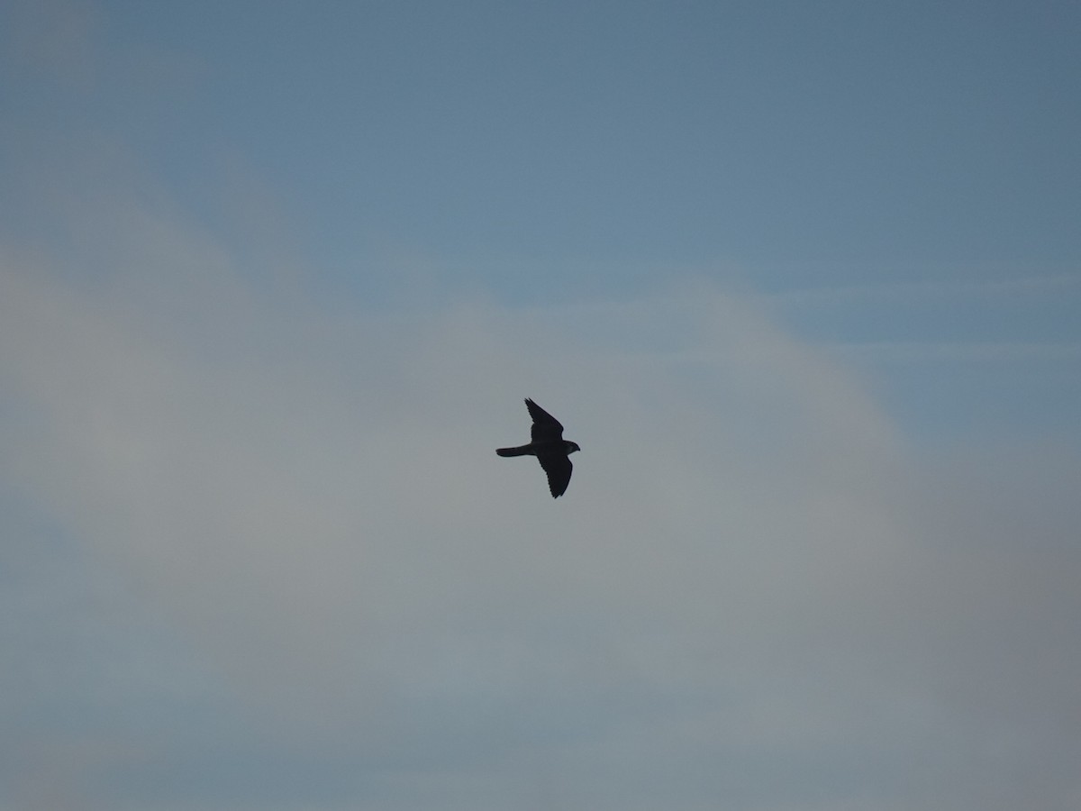 Peregrine Falcon - ML643883279