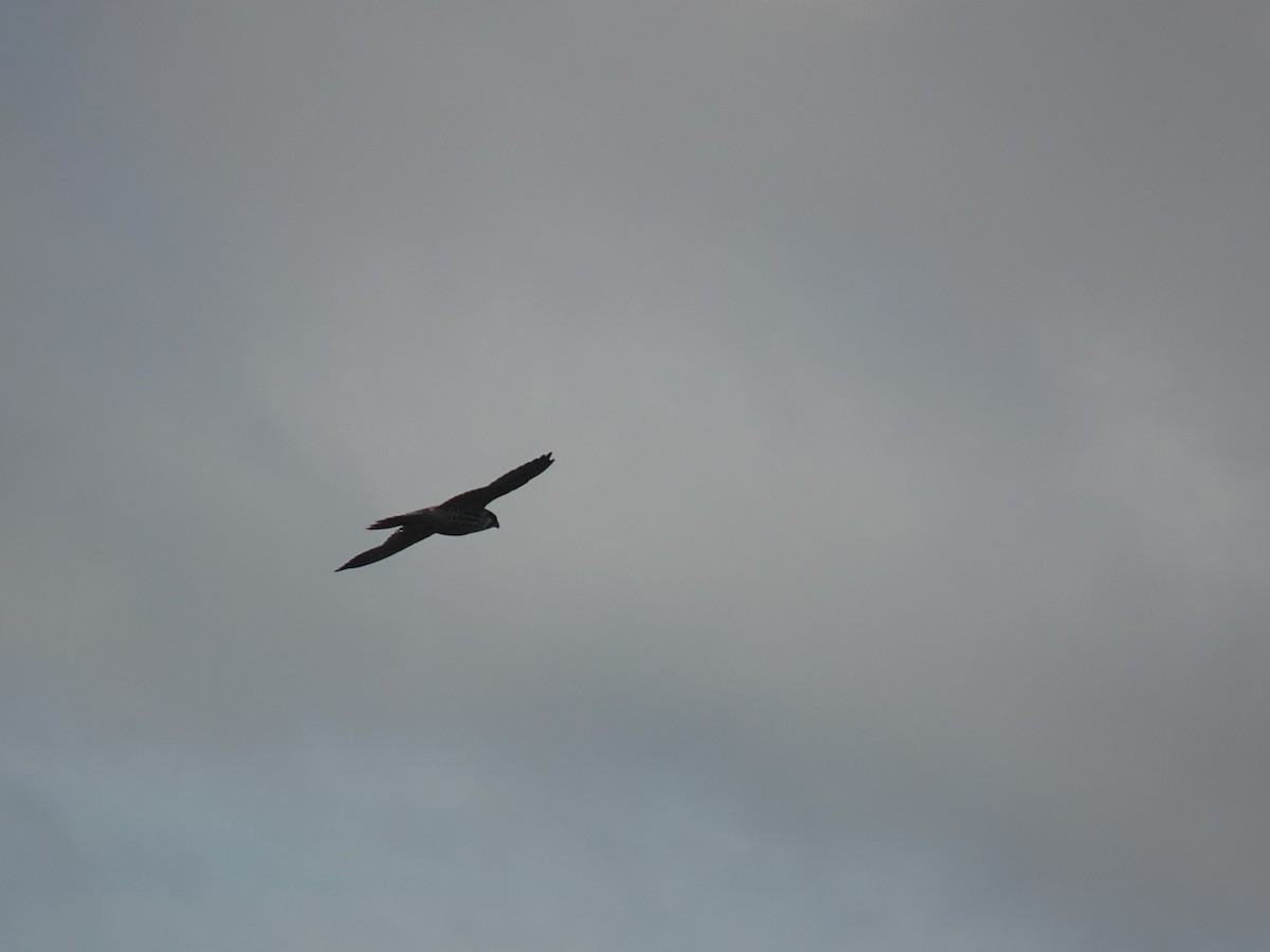 Peregrine Falcon - ML643883280