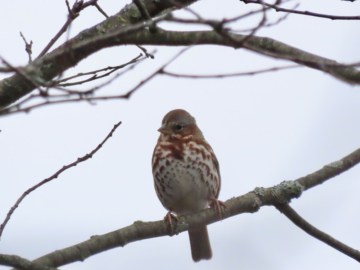 Fox Sparrow - ML643883283