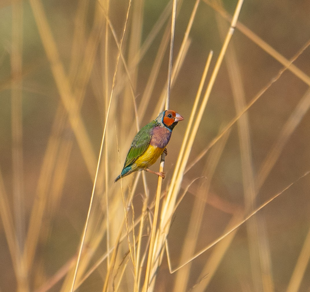 Diamant de Gould - ML643883284