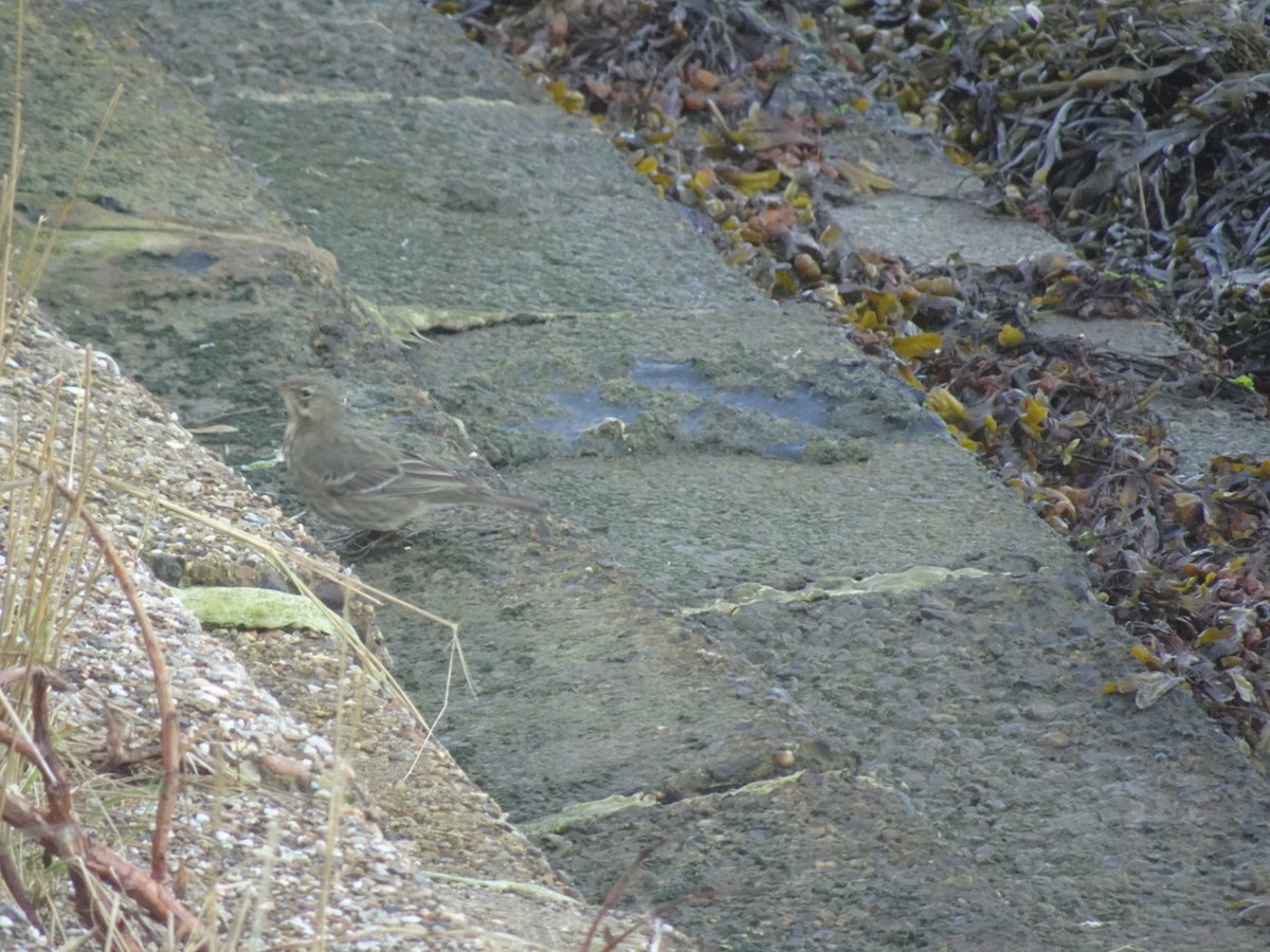 Rock Pipit - ML643883290