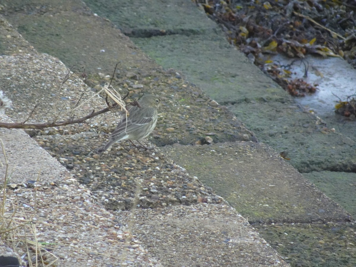 Rock Pipit - ML643883291