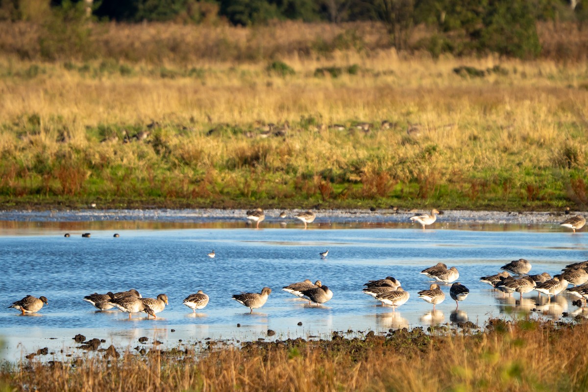 Common Redshank - ML643883304