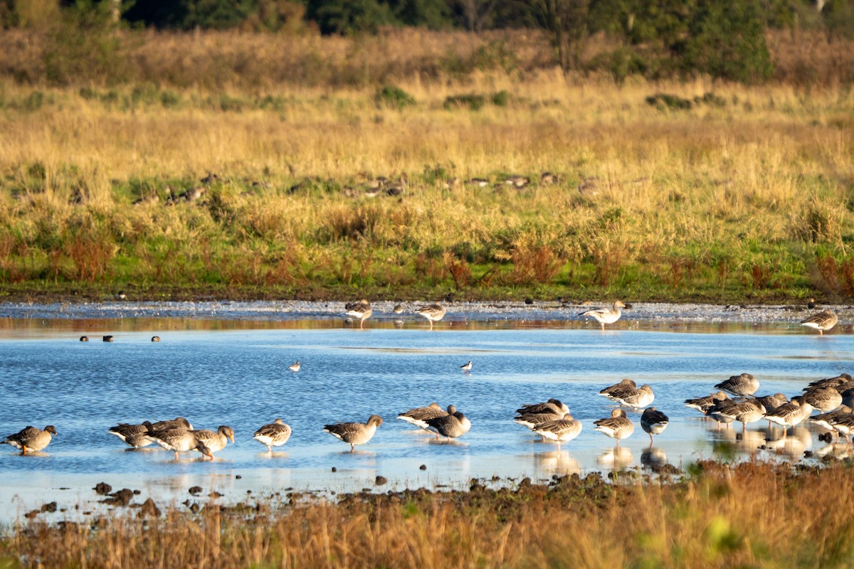 Common Redshank - ML643883305