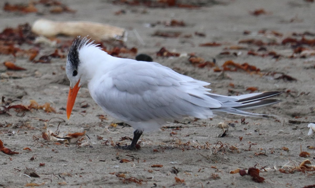 Royal Tern - ML643883332