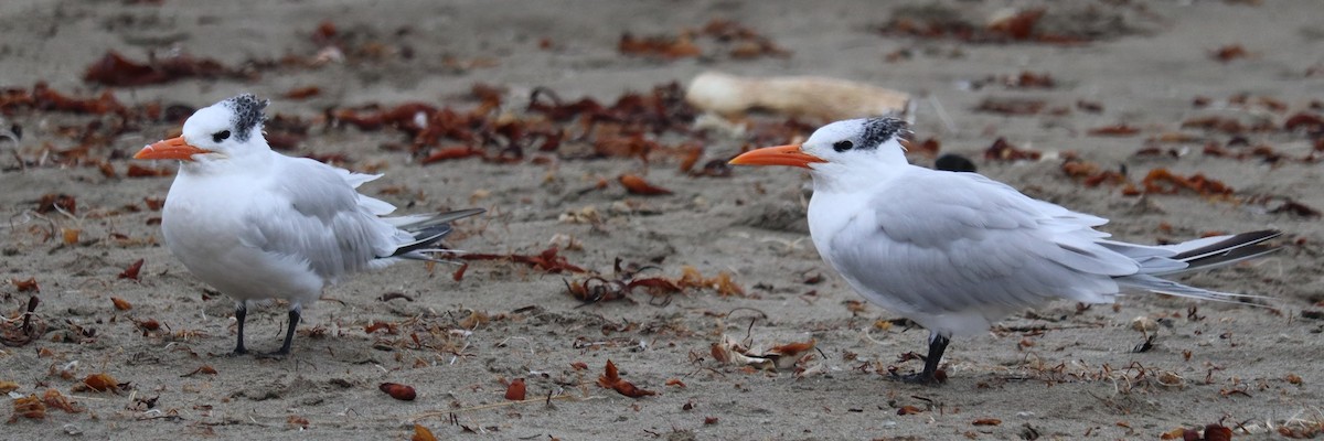 Royal Tern - ML643883333