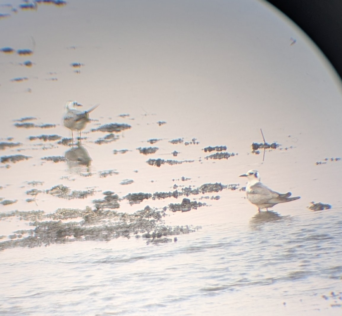 White-winged Tern - ML643883334