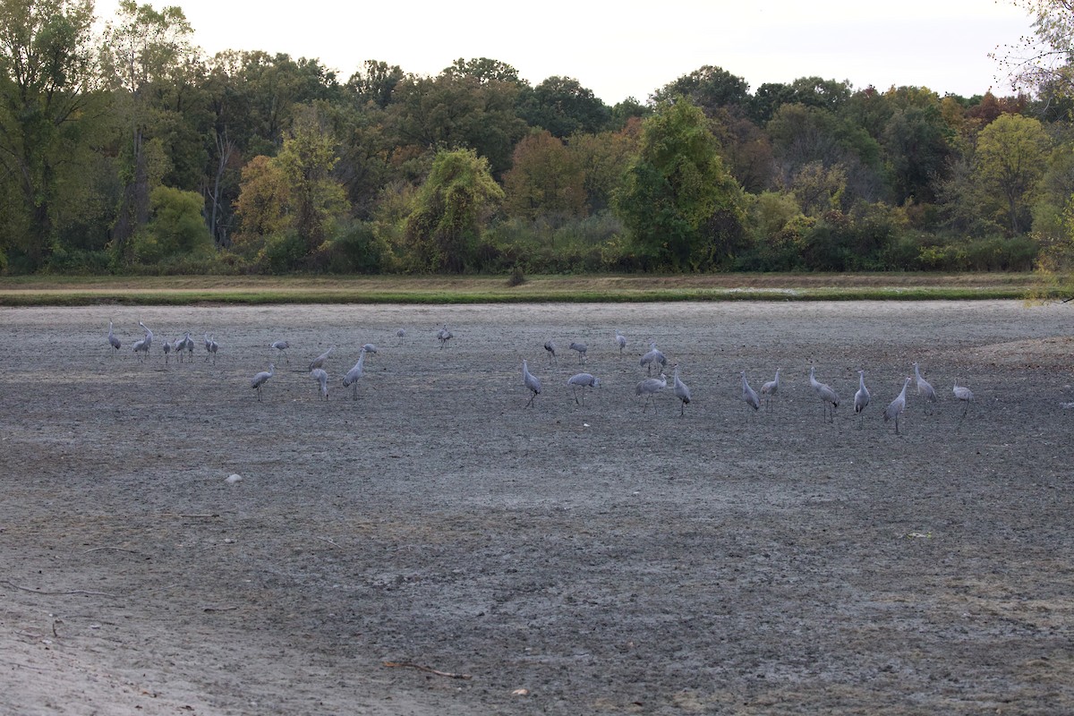 Sandhill Crane - ML643883335