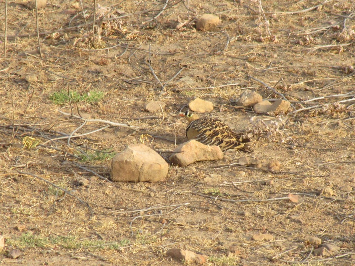 Painted Sandgrouse - ML643883336