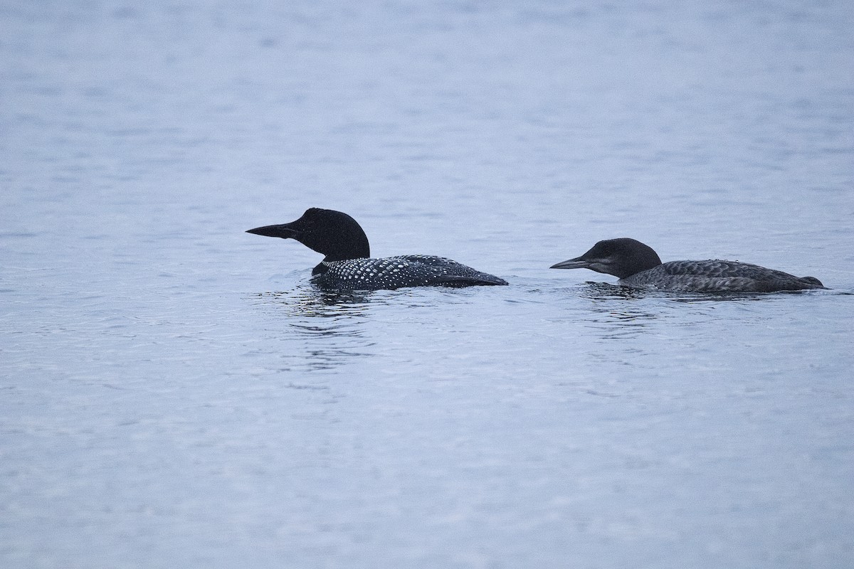 Common Loon - ML643883353
