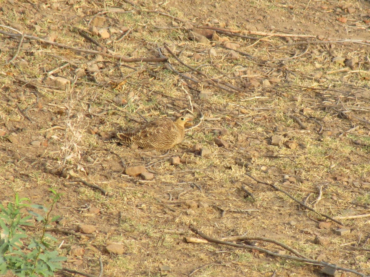 Painted Sandgrouse - ML643883359