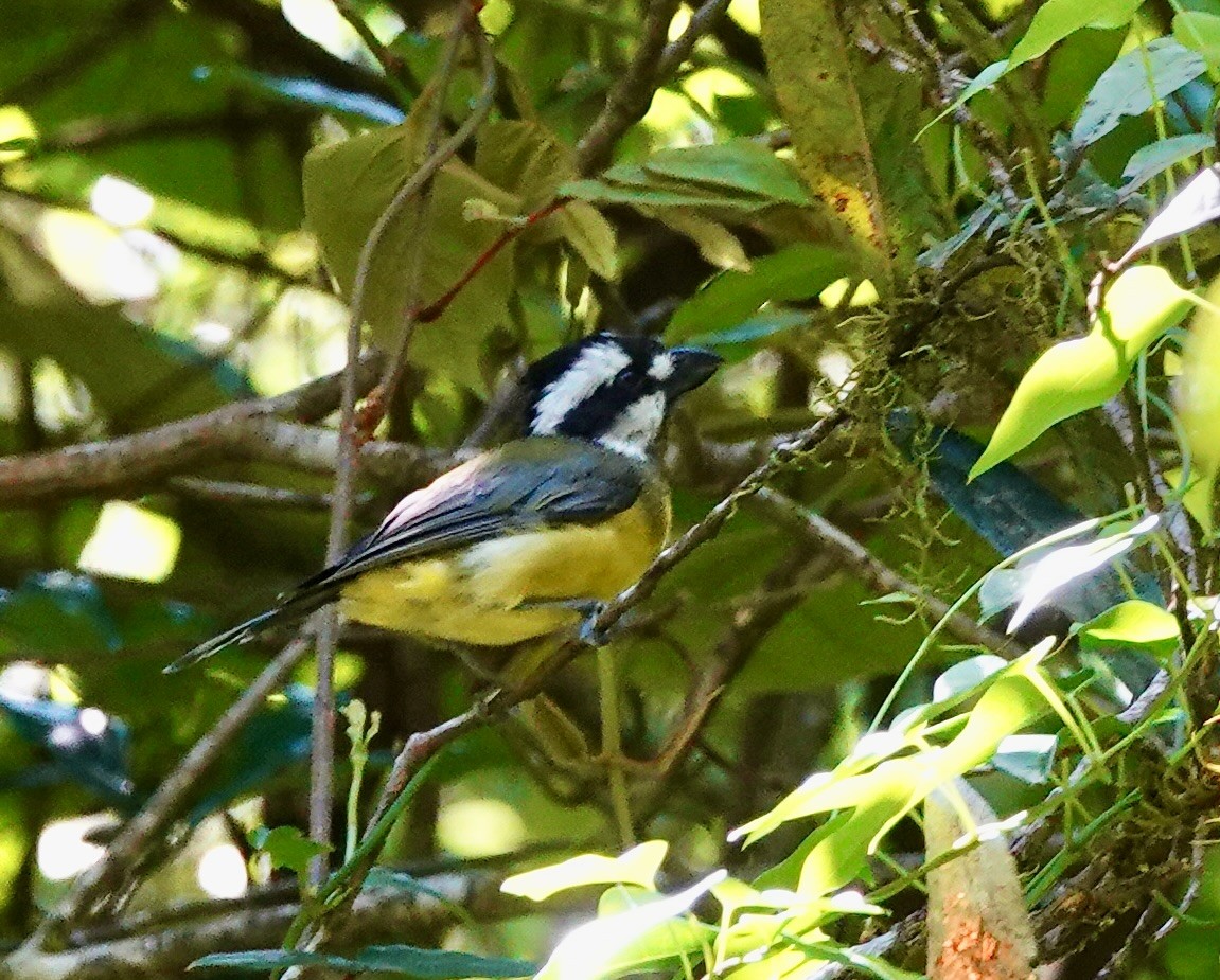 Eastern Shrike-tit - ML643883363