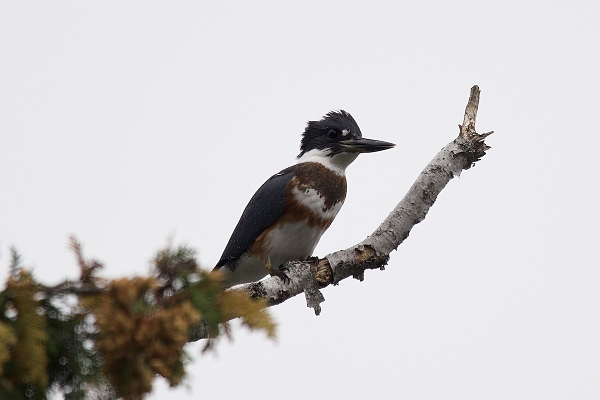 Belted Kingfisher - ML643883364