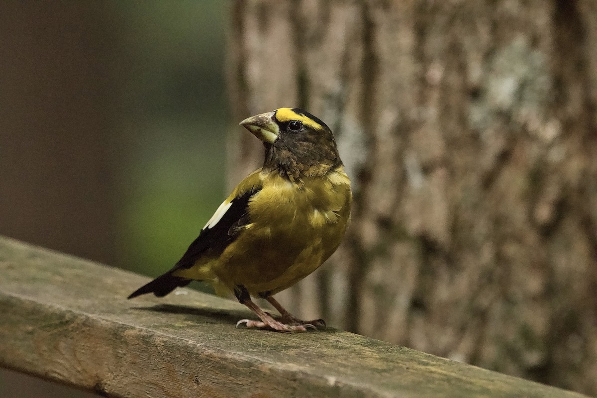 Evening Grosbeak - ML643883366