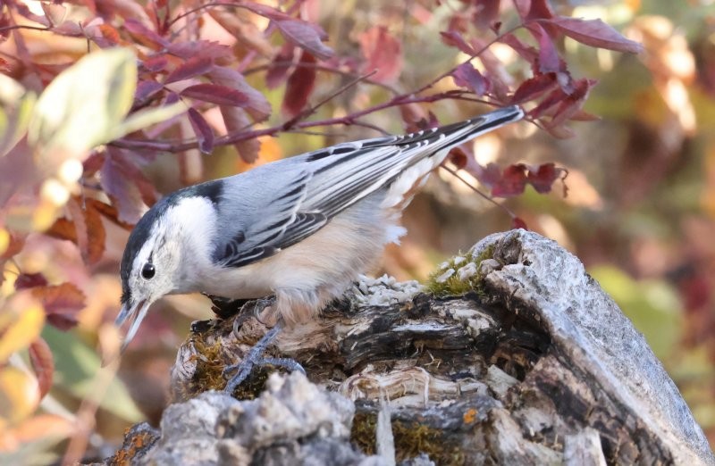White-breasted Nuthatch - ML643883368