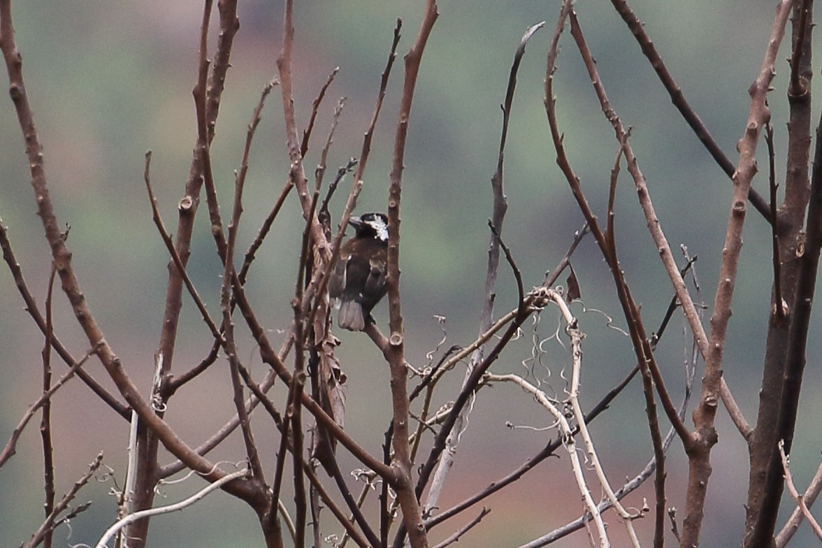 Белоухая либия - ML643883373