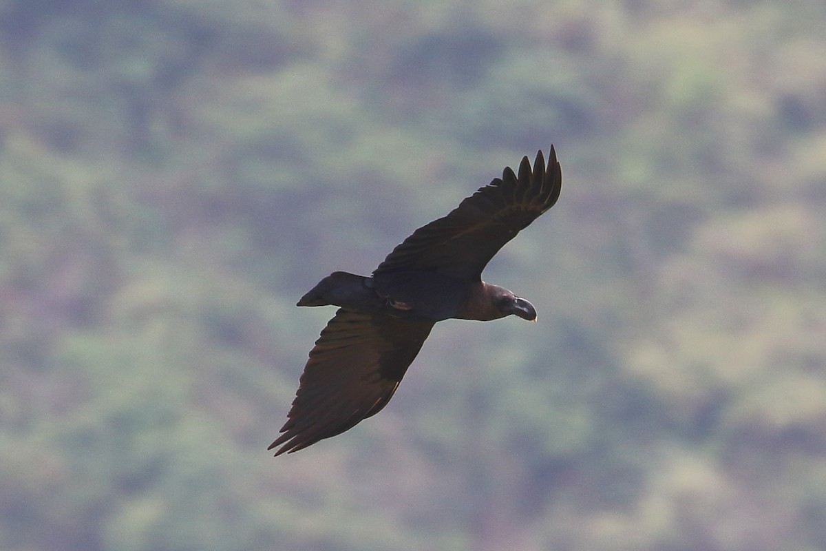 White-necked Raven - ML643883380