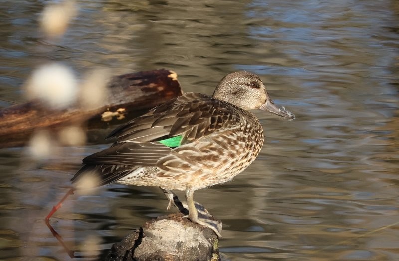 Green-winged Teal - ML643883383