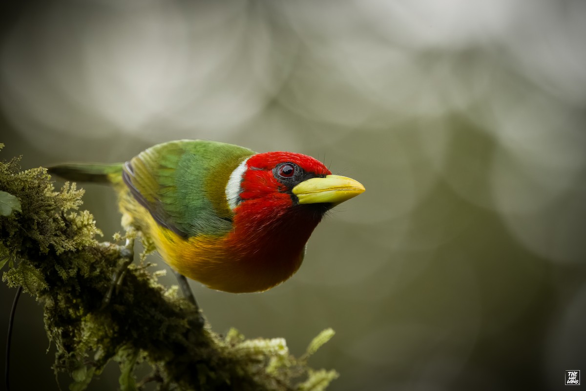 Red-headed Barbet - ML643883398