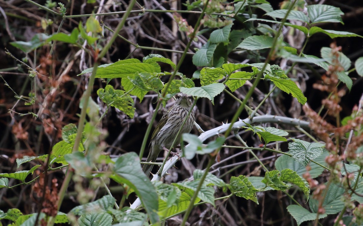 Щеврик sp. - ML643883403