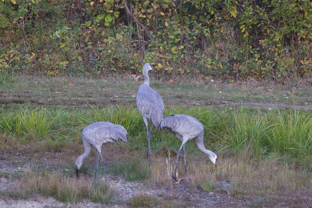 Sandhill Crane - ML643883416