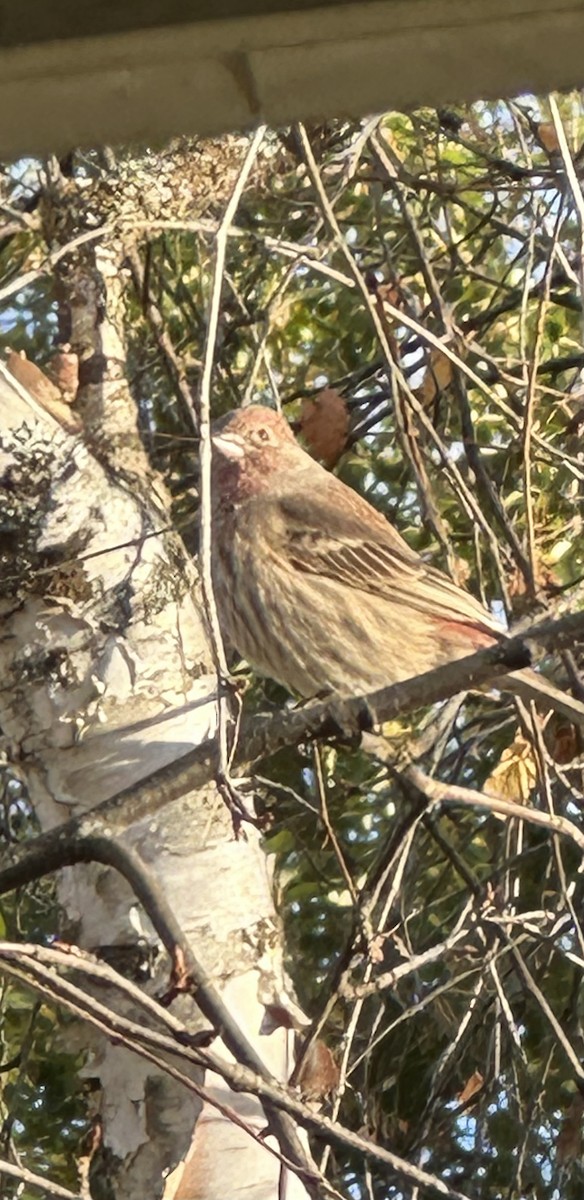 House Finch - ML643883429