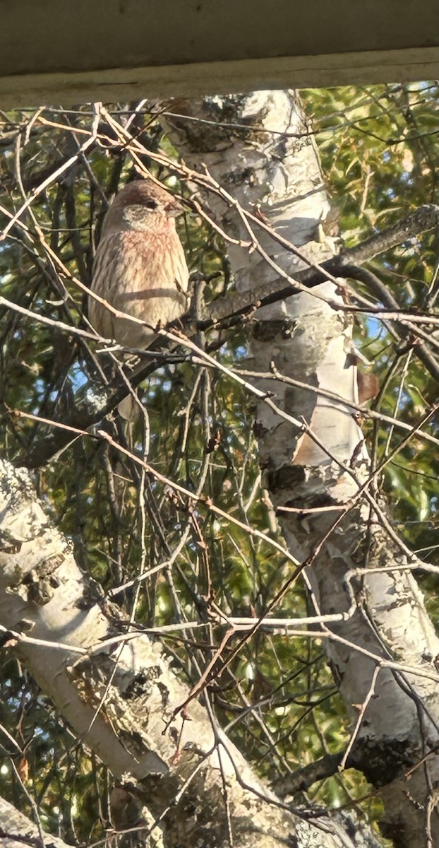 House Finch - ML643883430